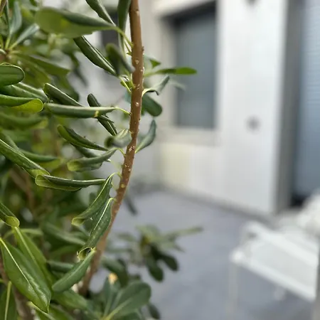 Iasonos 9 Luxury Apartment *